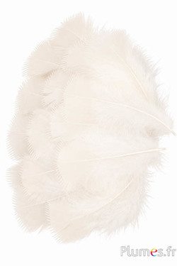 Pute - 6-8 cm - creme